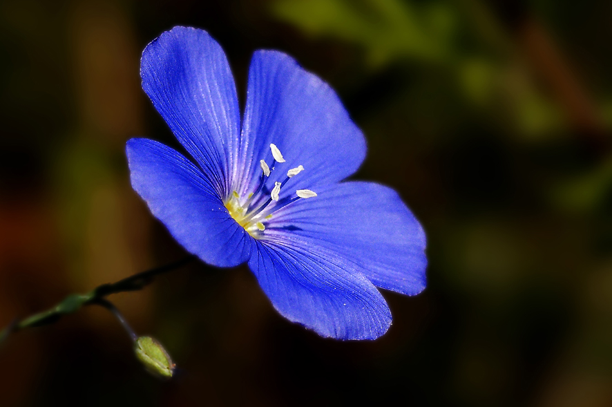 ...Le rêve bleu...;-)