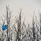 Le sac et l'oiseau...conte moderne.