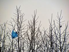 Le sac et l'oiseau...conte moderne.