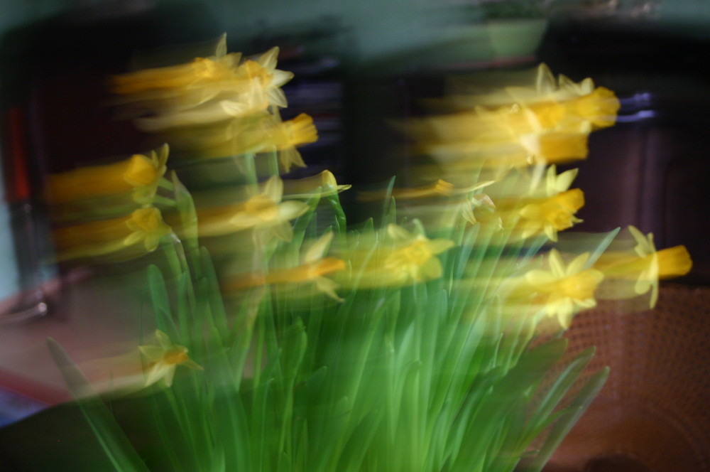 le sacre du printemps, in memoriam narcissus