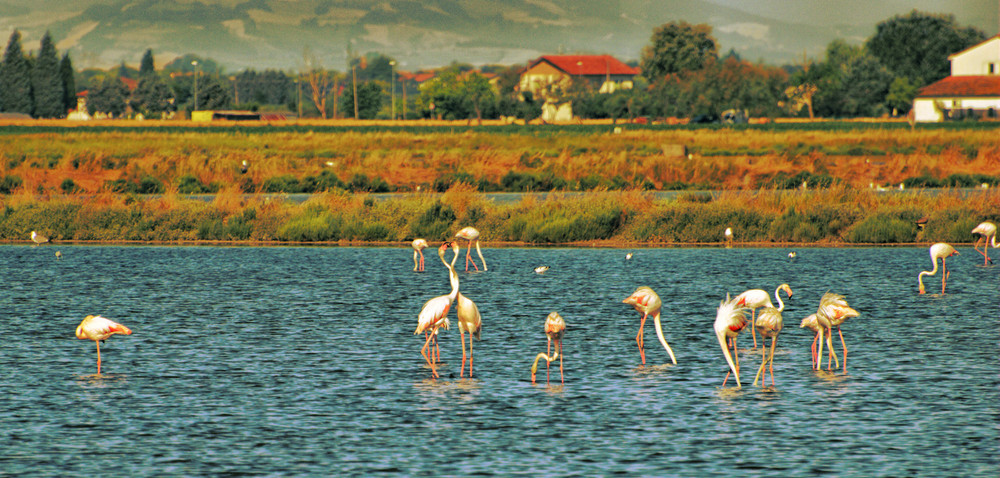 Le saline di Cervia 1