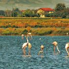 Le saline di Cervia 1