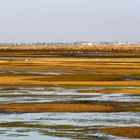 le saline di CERVIA