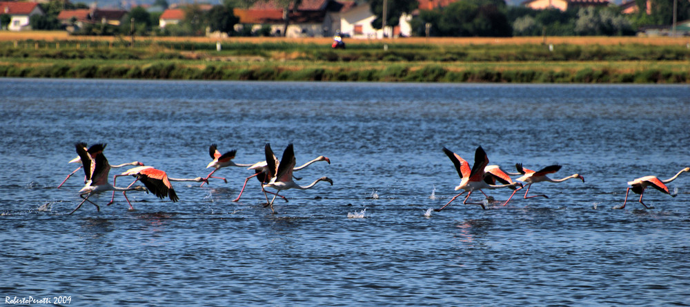 Le saline di Cervia