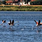 Le saline di Cervia