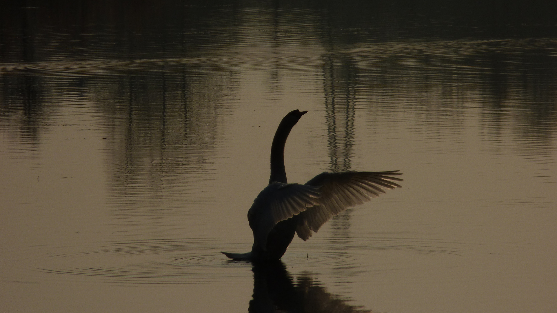 Le salut du cygne