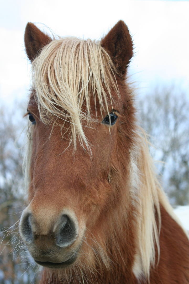 le samedi, c'est équitation