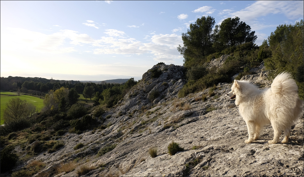 Le Samoyède des Alpilles