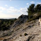 Le Samoyède des Alpilles