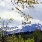 le " Sancy " (auvergne)