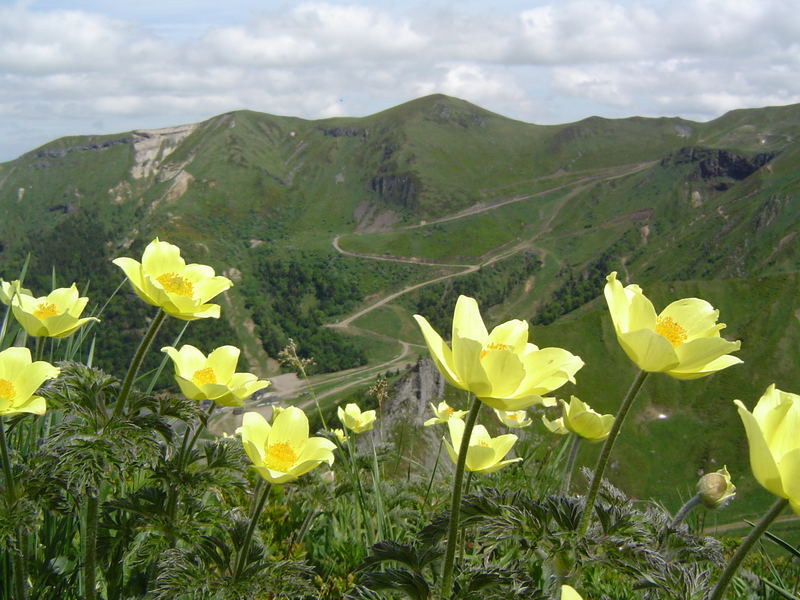 LE SANCY ET LES ANEMONES SOUFFREES