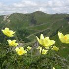 LE SANCY ET LES ANEMONES SOUFFREES