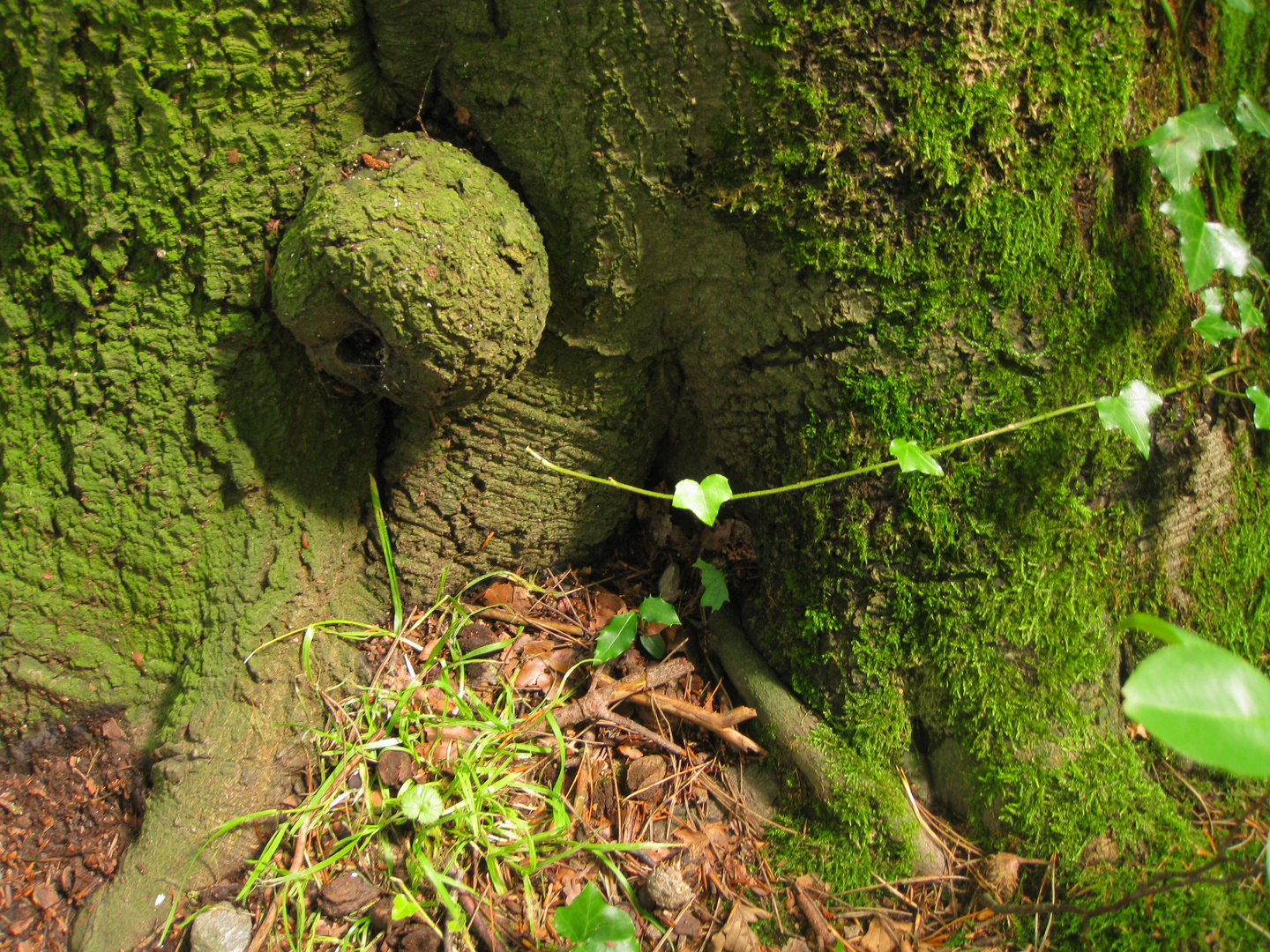 le satellite de l'Arbre