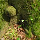 le satellite de l'Arbre