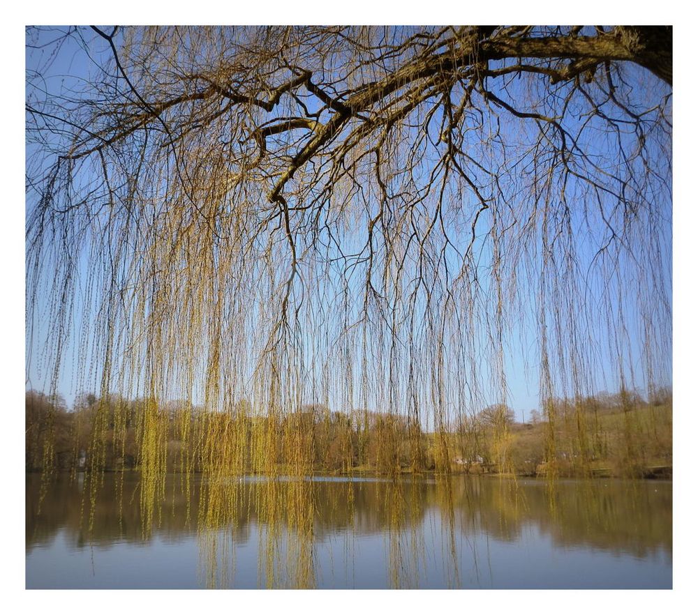 le saule pleureur