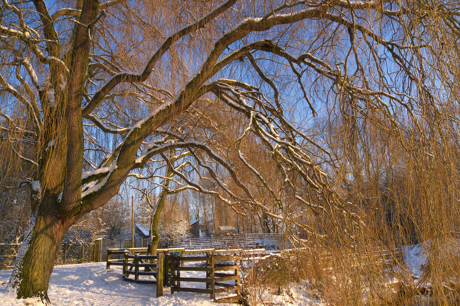 Le saule pleureur