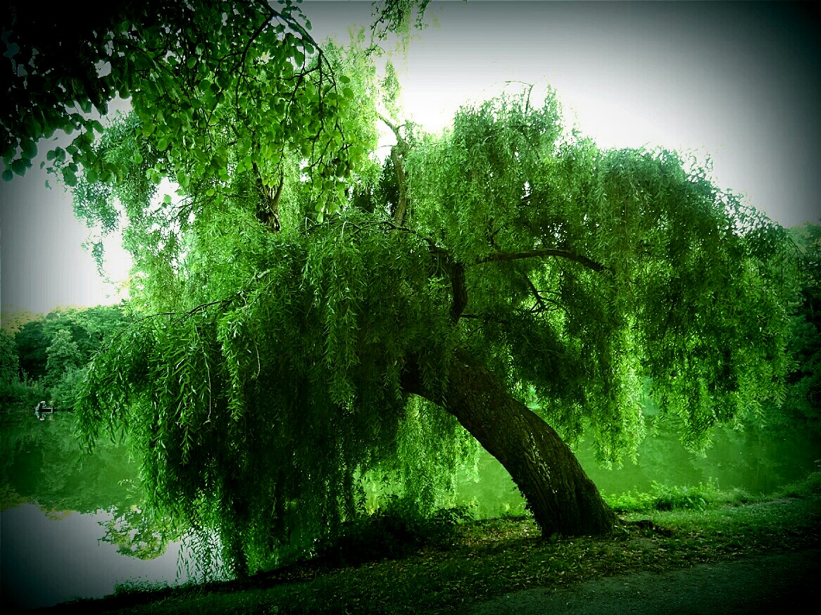 Le Saule Pleureur