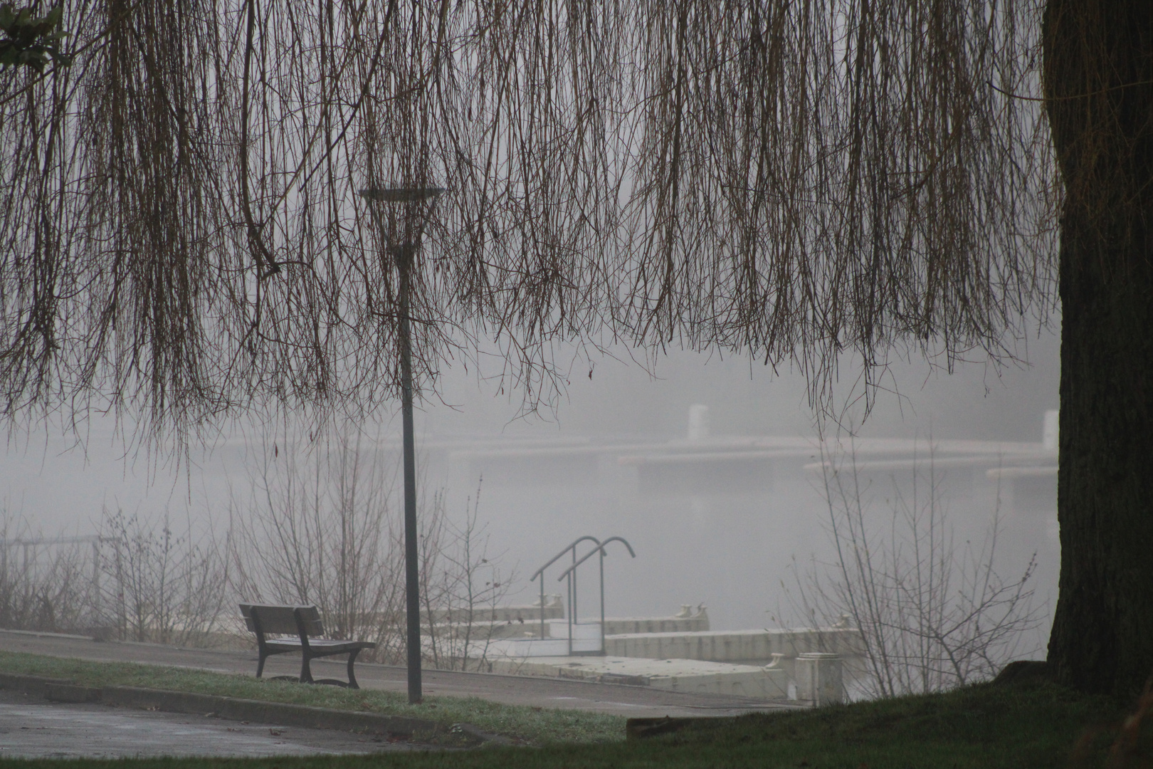 ... le saule pleureur - le rideau !!!...