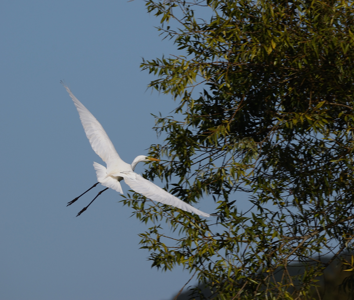 Le saut de l'Ange