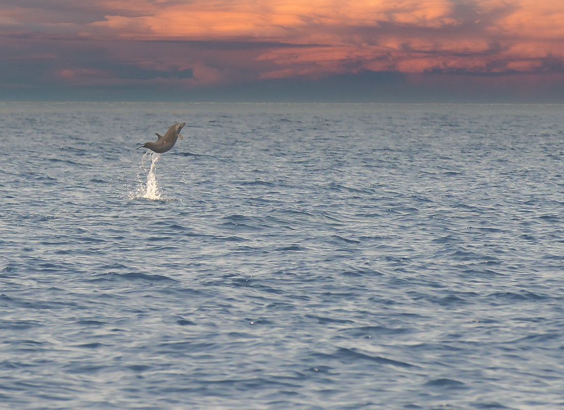 Le saut du dauphin