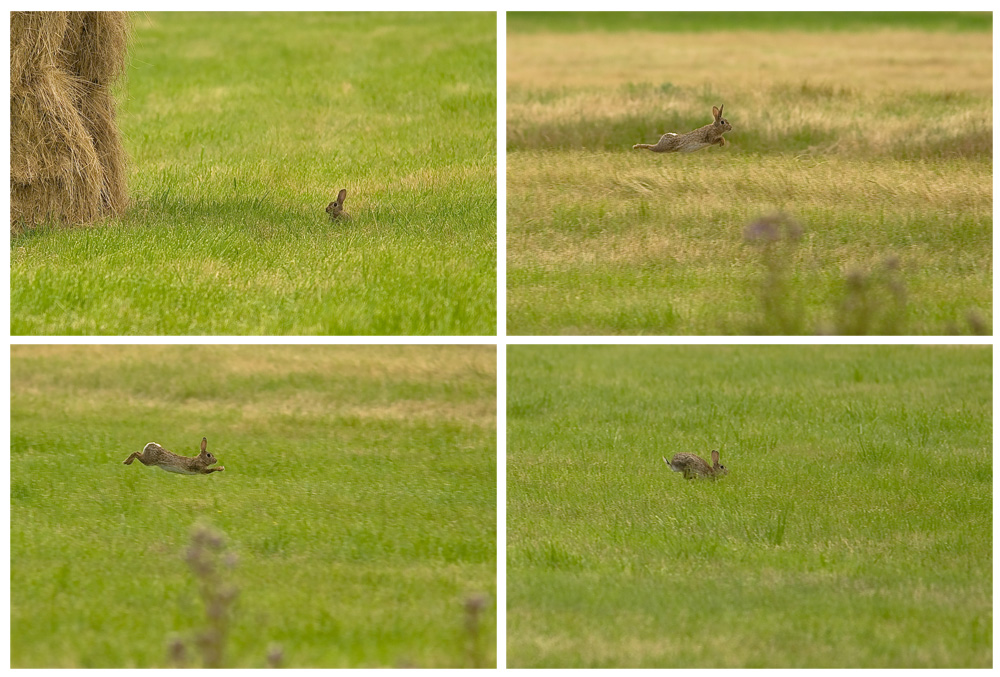 Le Saut du Lapin