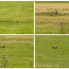 Le Saut du Lapin