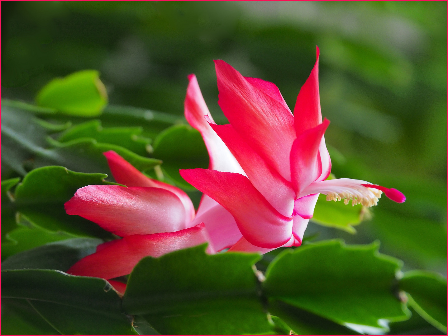 Le schlumbergera a donné naissance à un nouvel « oiseau »