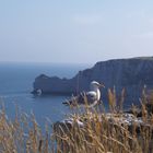 Le scogliere di Etretat