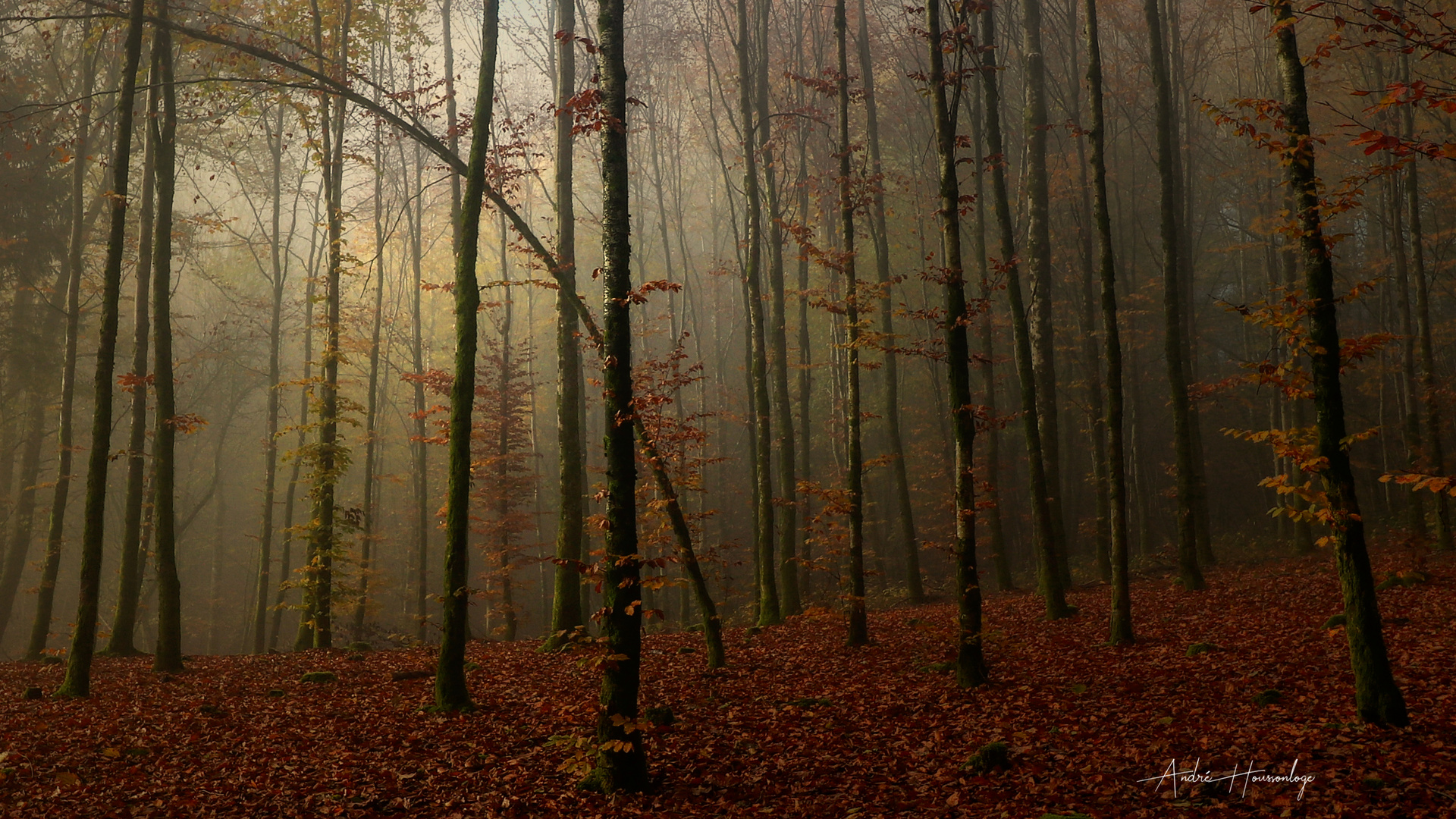 Le secret des arbres