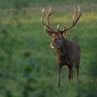 Le séducteur (Cervus elaphus, cerf élaphe)