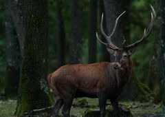 le seigneur de la foret