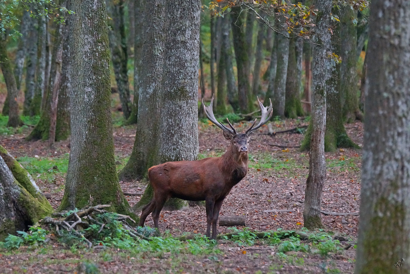 le seigneur de la forêt....