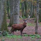 le seigneur de la forêt....