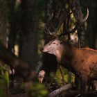 Le seigneur de la forêt...