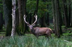 " Le seigneur des bois "