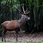 " Le seigneur des forêts "