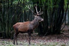 " Le seigneur des forêts "