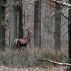 " Le Seigneur des forêts "