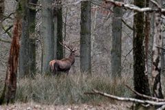 " Le Seigneur des forêts "