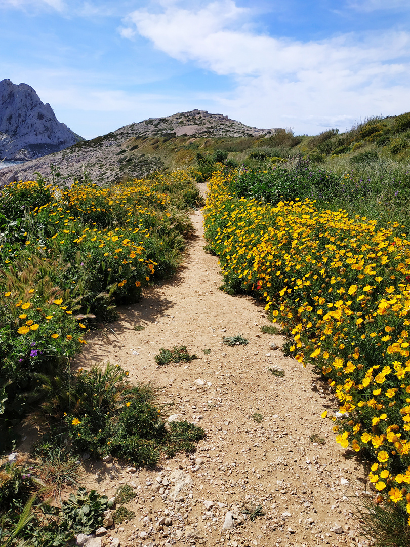 Le sentier aux fleurs