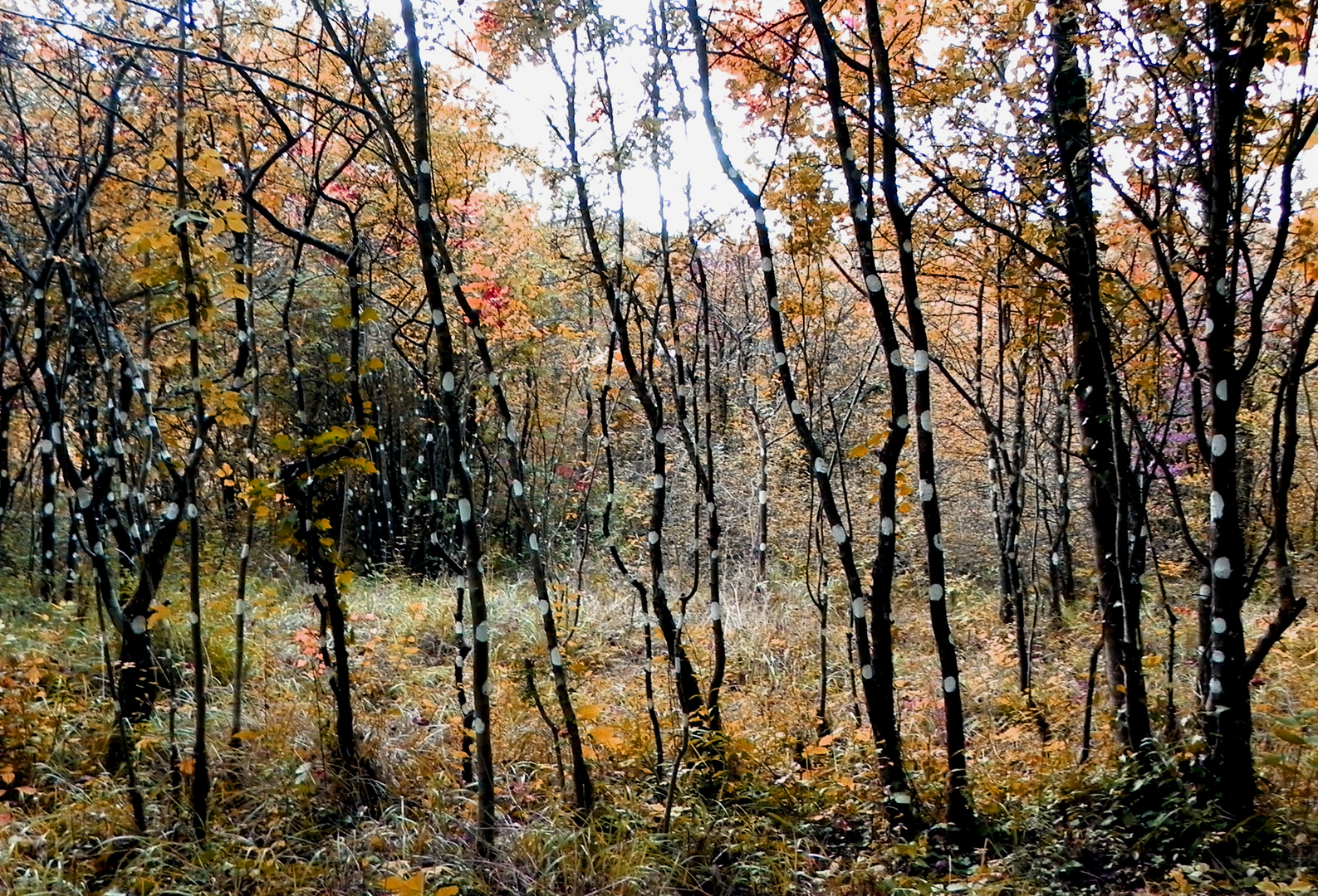 "Le sentier d'art" à Nampteuil-Sous-Muret