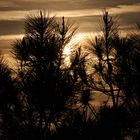 le sentier du littoral , cap ferret , les pins!