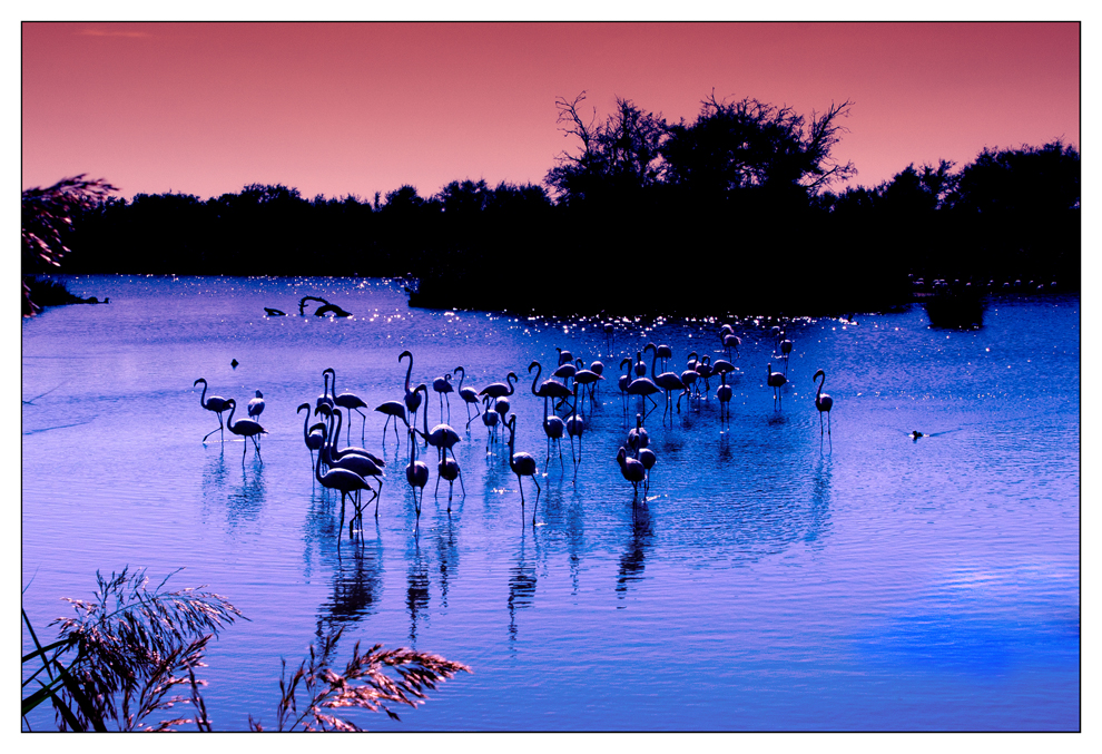 le sere della Camargue