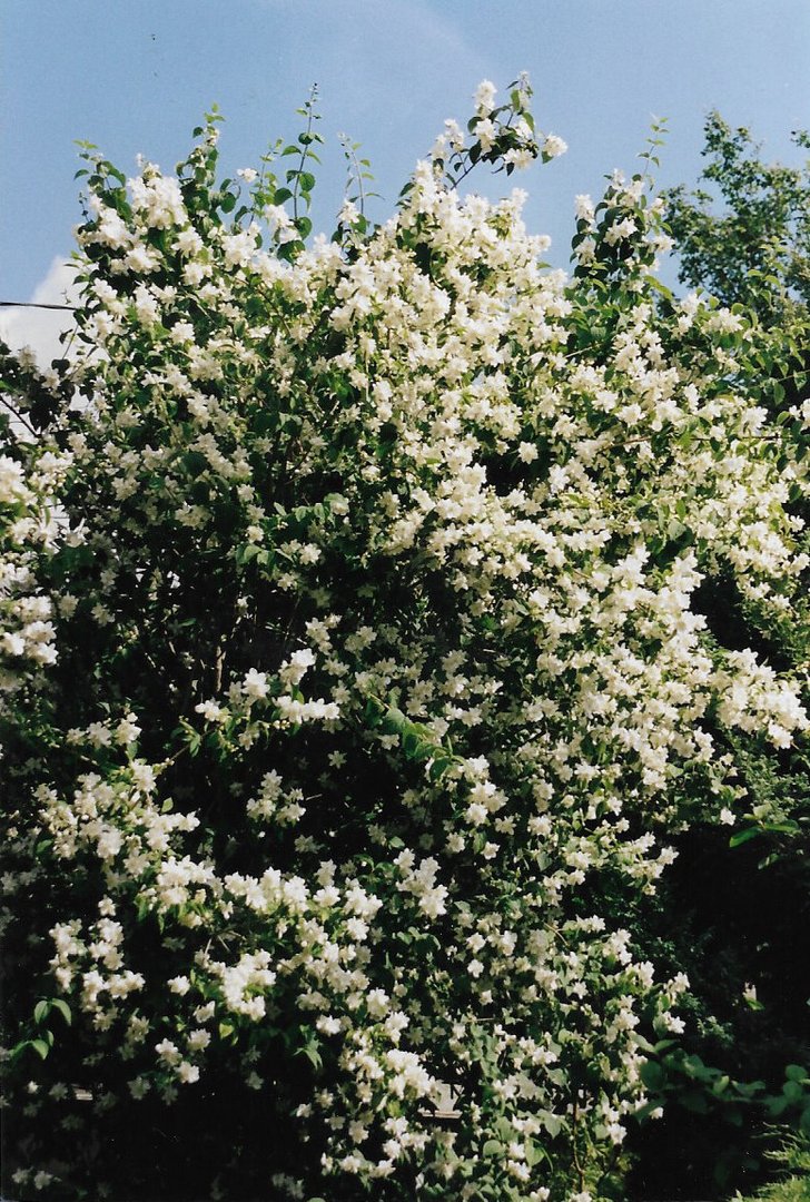 Le seringat embaume l'entrée du jardin.