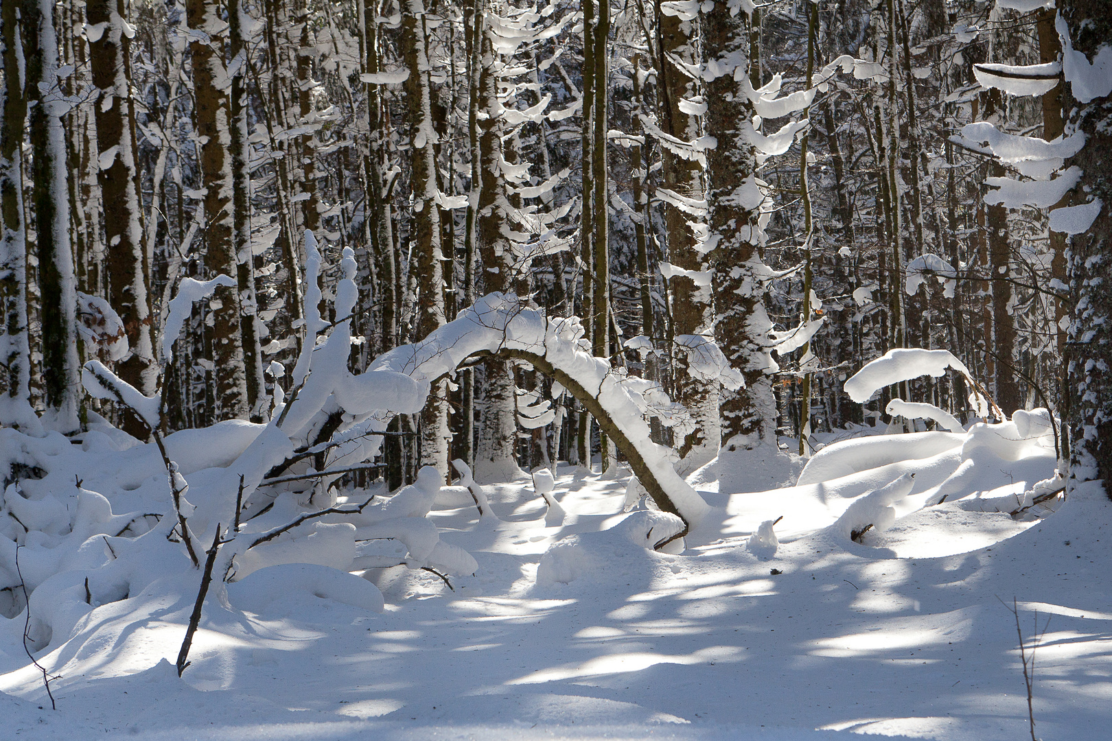 Le serpent de neige