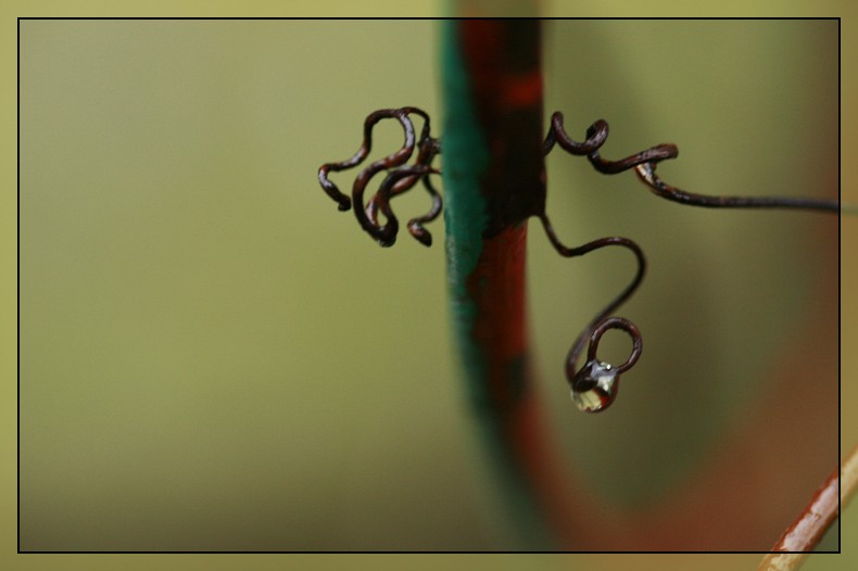 le serpent et la goutte