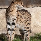 Le Serval 2