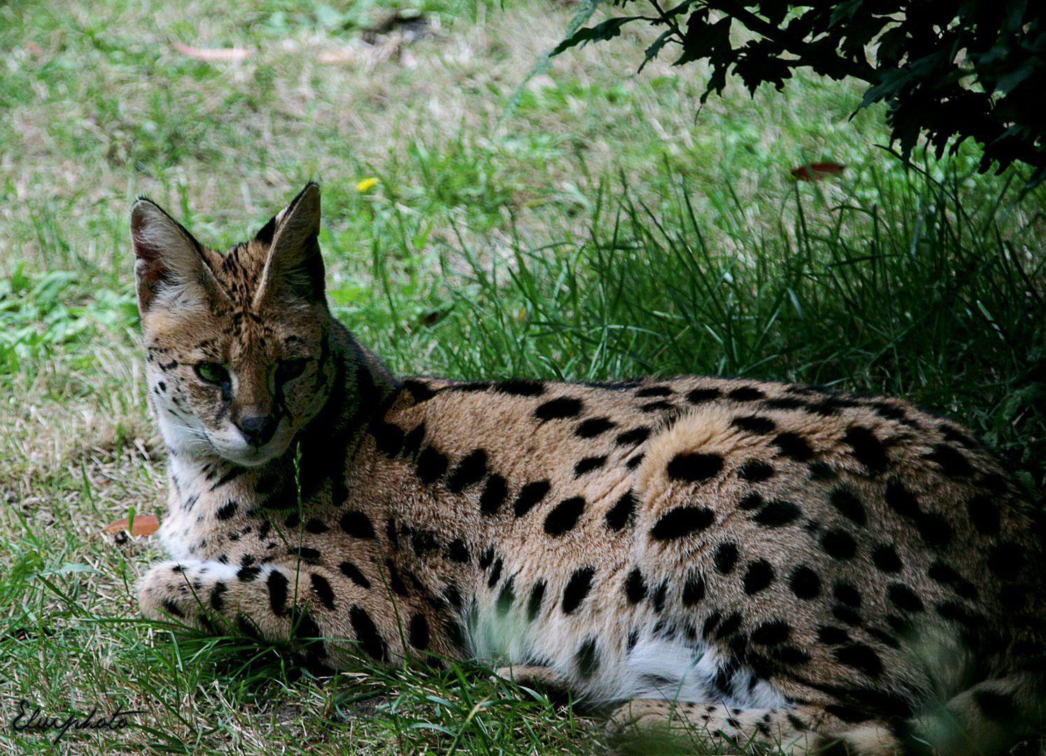 Le serval