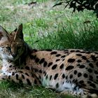 Le serval