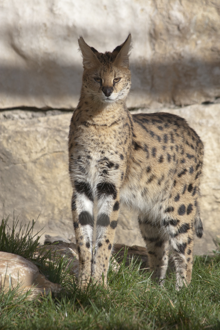 Le Serval